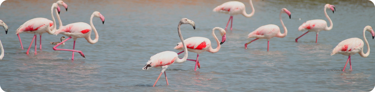Flamingos nas salinas tradicionais